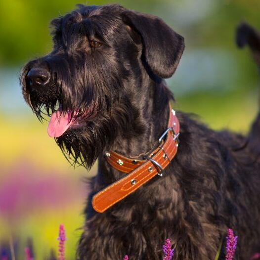 Irish clearance terrier schnauzer